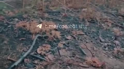 🌲🎥🇷🇺🇺🇦 Ukraine Russia War | Fragments from Serebryansk Forest by 12th Azov Special Forces Brig | RCF