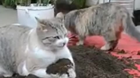 Funny cats and dogs 🐕ß other animals videos funniest videos