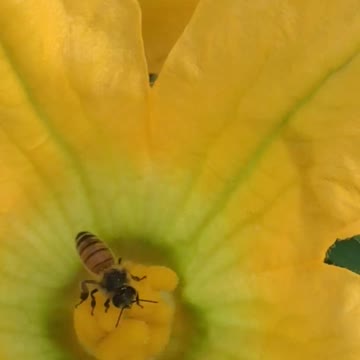 O.rganically grown Heirloom Squash blossom being pollinated