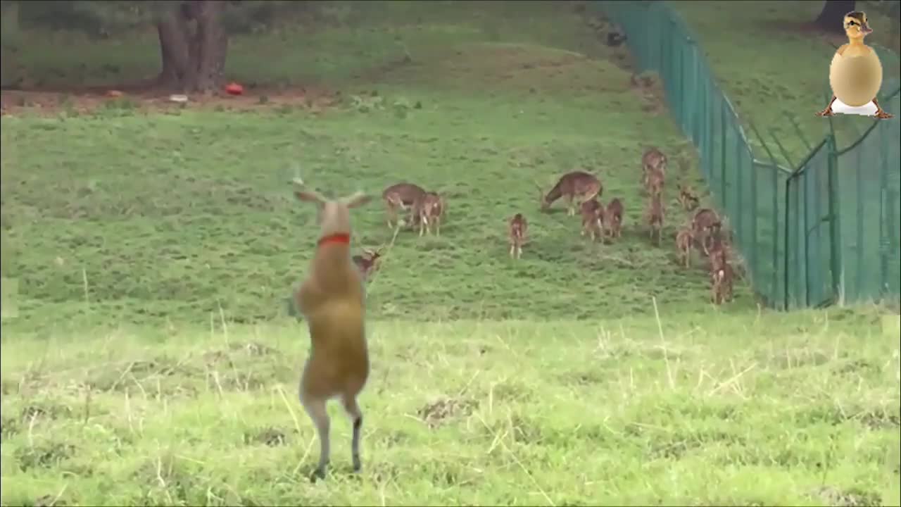 Funny Animals , Animals dance