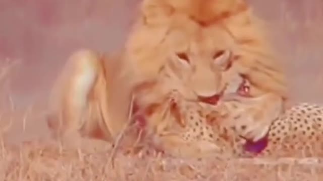 WILD ANIMALS HUNTING PREY COMPILATION RELAX FOR LIFE ​​ #56