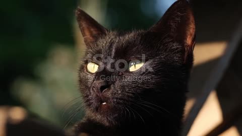 A black cat is looking to direct sunlight without blinking its eyes in slow motion.