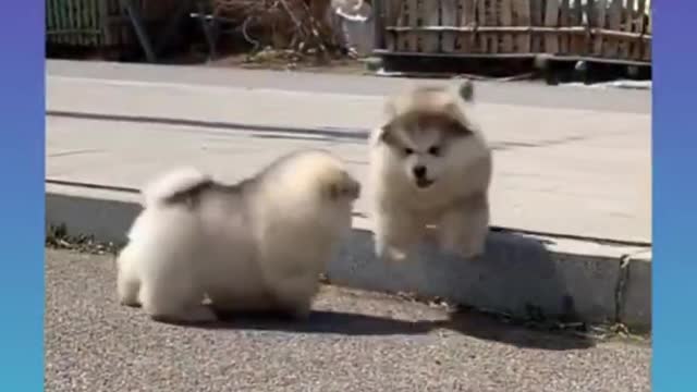 Cute and Funny Dogs Compilation 2021