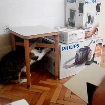 Atento gatito ayuda a sus dueños a desembalar cajas con su estilo propio