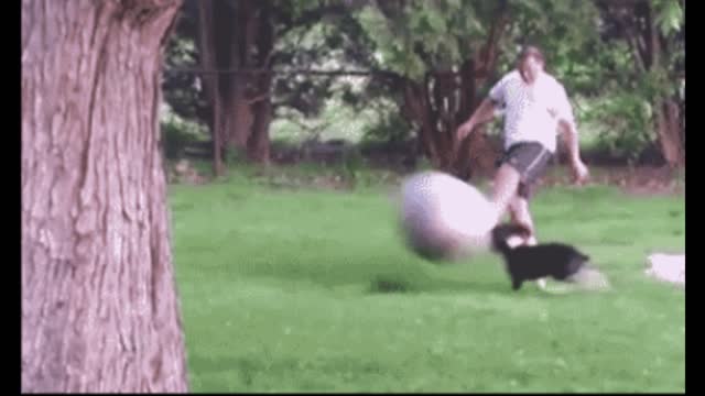 Gif video of clumsy dog