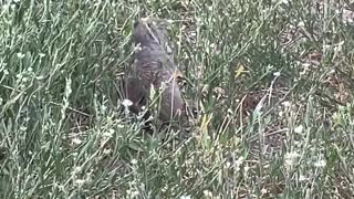 Ground Squirrel Having Breakfast