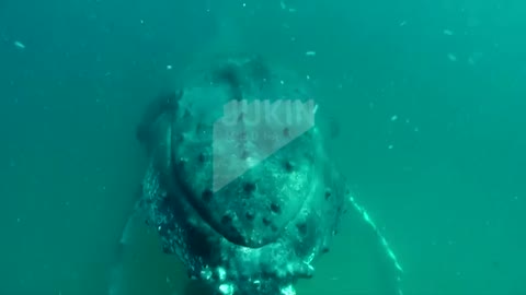 Whale Crash under water