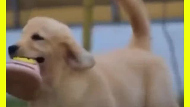 Funny Dogs 🐶 Shorts Animals 🎬 Shorts Funny