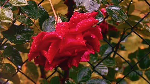 Beautiful rose in rain 🌹