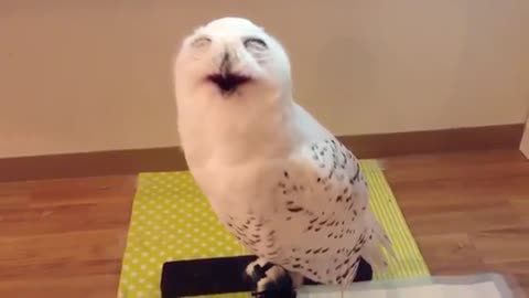 Funny owl face