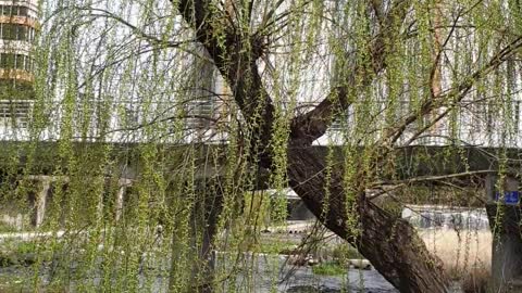 Weeping willows deliver the news of spring.