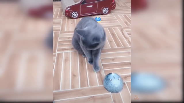 Cute and dangerous cats