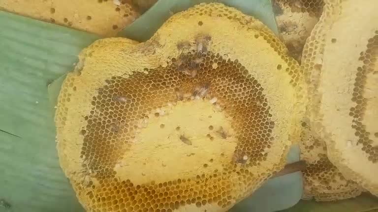 Tree honey, Cambodia