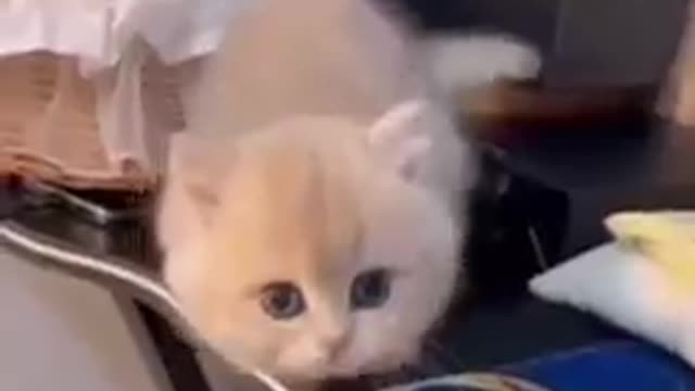 The Funniest Cat Videos on the Internet 🤣🐱