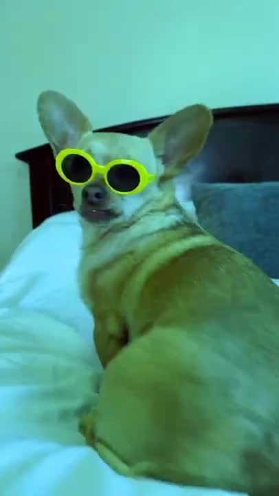 Ultimate Baby Dogs - Cute and Funny Dog Videos Compilation #Shorts