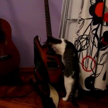 Funny Cat Attempting to Play Electric Guitar 😂😂