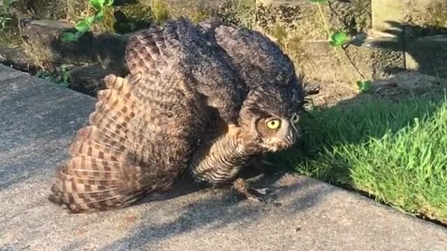 Injured owl vs cat