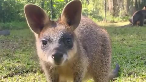 Cute Swamp Wallaby Video survive in forest