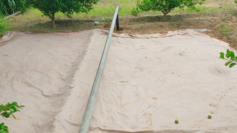 Kisan गोभी का बीज तन्त्र