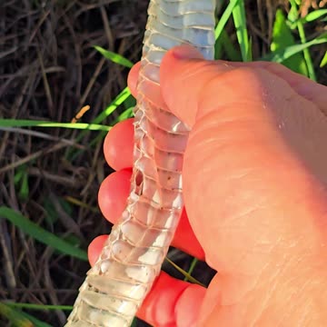 Snakeskin on stones next to a river.