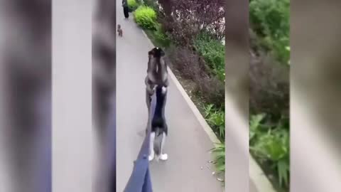 funny husky