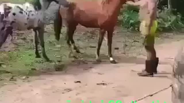 Funny male horse