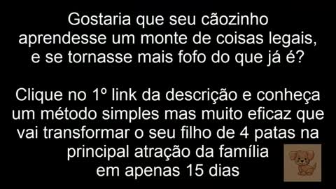 Os mini cãezinhos mais fofos do mundo COMPILAÇÃO DOS MAIS LINDOS