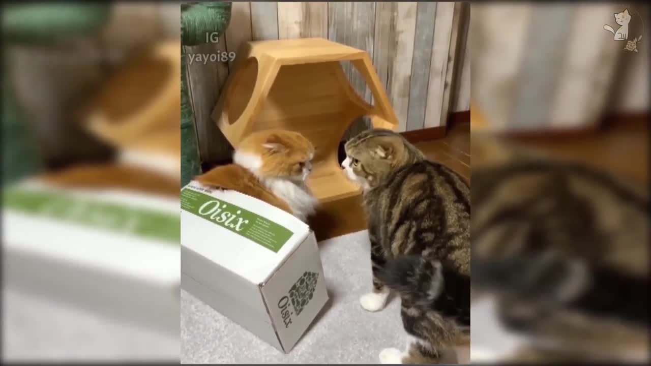 Don't touch me beach :)