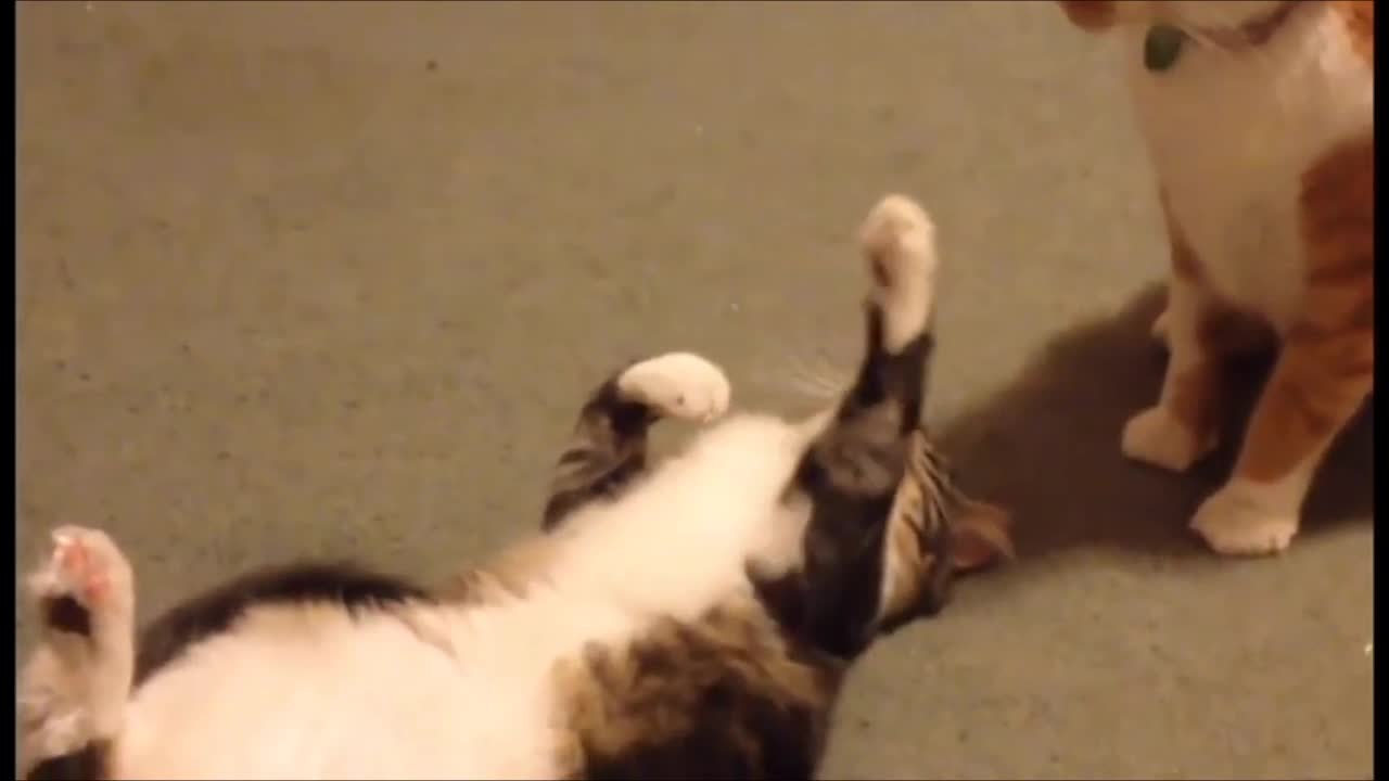 The Funniest Crazy Cat Videos