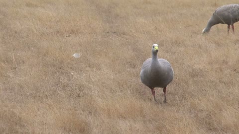 Goose at Kangaroo island, Australia