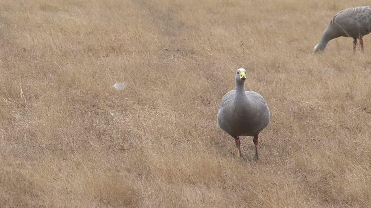 Goose at Kangaroo island, Australia