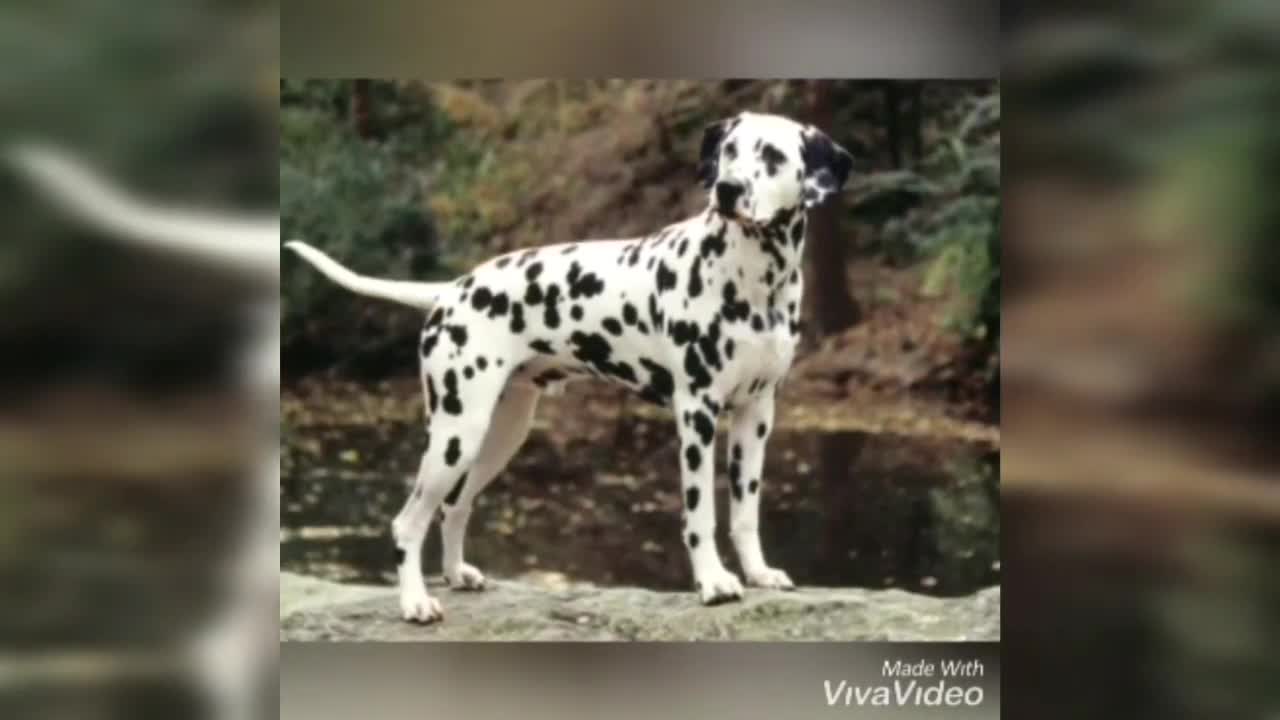 معلومات عن الكلب الدلميشن|Dalmatian dog