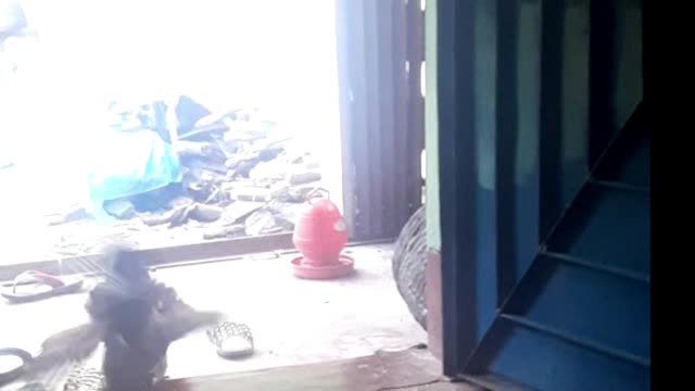 Pigeon and chicken war, who won? 100% Orginal video