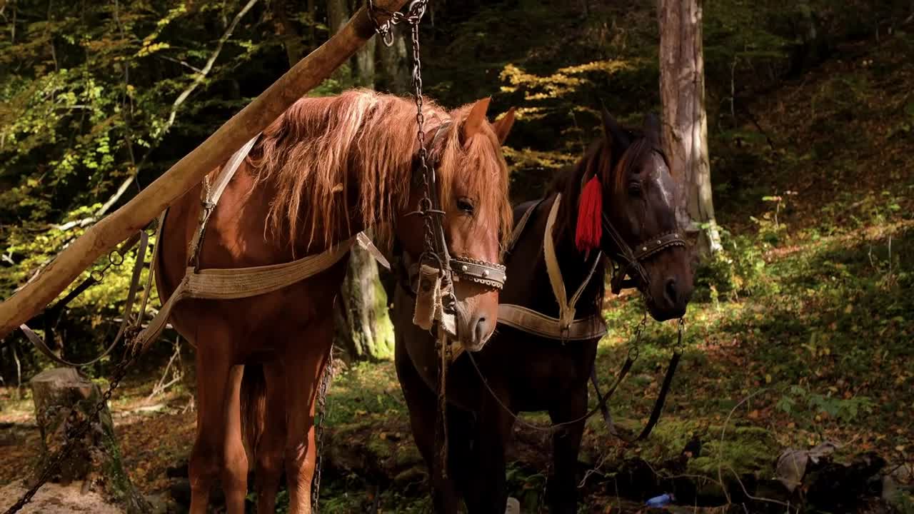 Two Woking Horses are Standing in Beautiful Sunny Forest. Village Animals. Farming. Nature