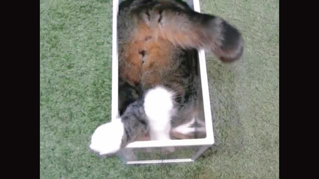 Cats and dogs anecdote
