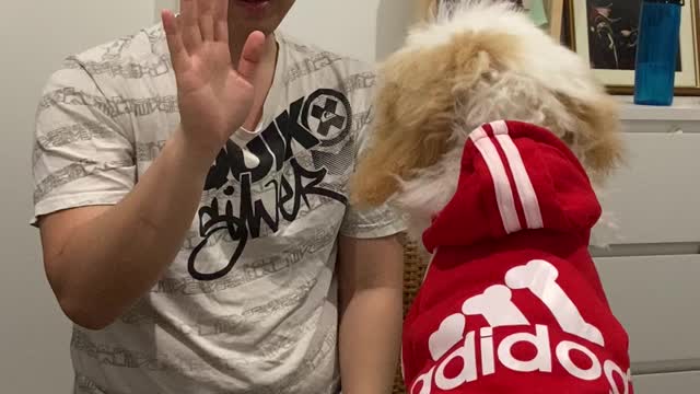 Fashionable puppy learns how to high five