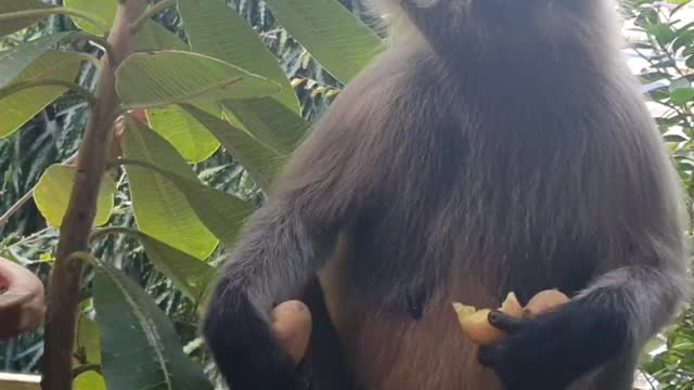 Monkey eating potatoes in my house balcony..