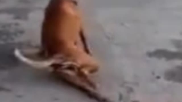 Dog stands up after pretending to be disabled