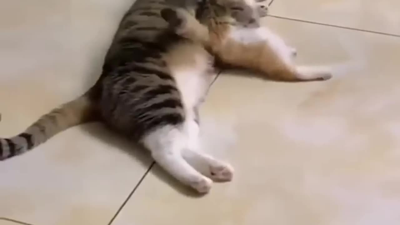 Funny animals 2024π - Funniest Cats and Dogs Videoππ#shorts 89