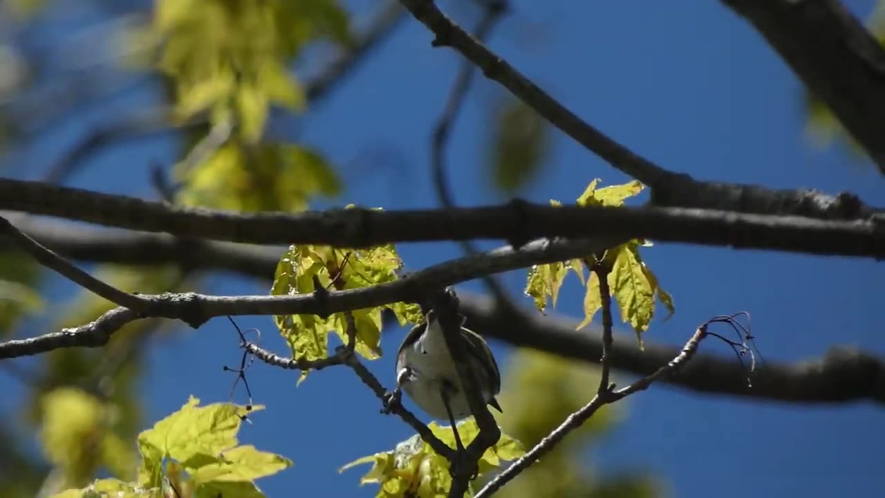 Chestnut-sided Warbler Foraging for Food Video Foraging for Food Video