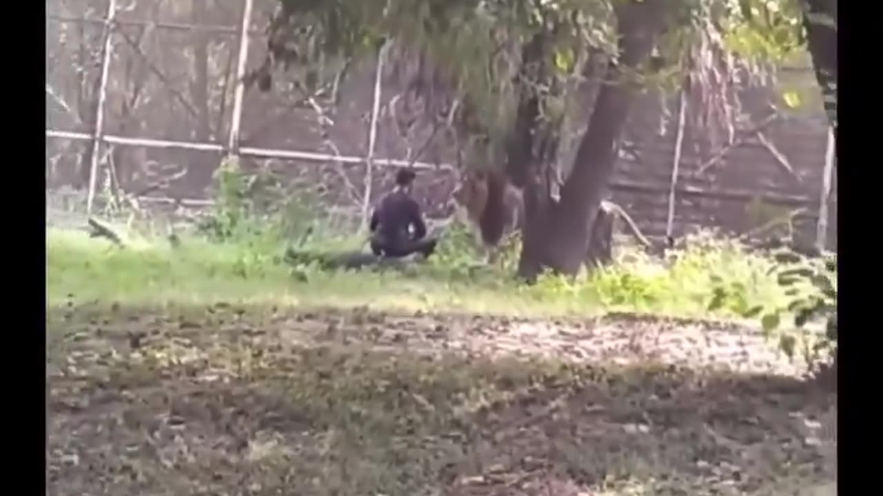 Drunk man jumped into lion cage in India