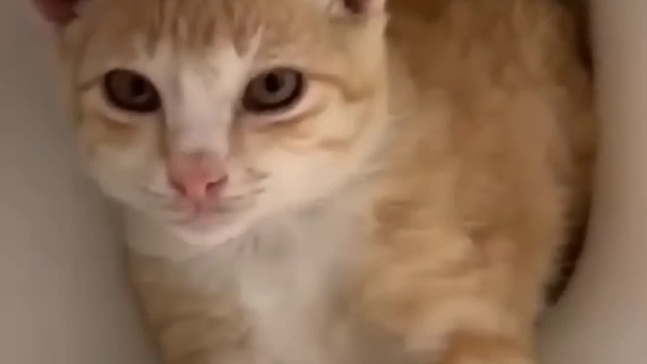 Help the kitty§§ funny animals