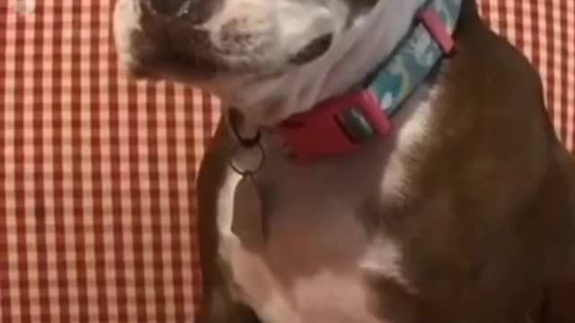 A dog has only its owner