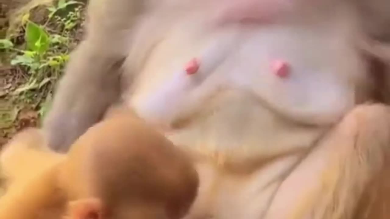 🐱 Funny cat videos - cute cats - Try not to laugh - Cat videos Compilation #shorts 🐈_26