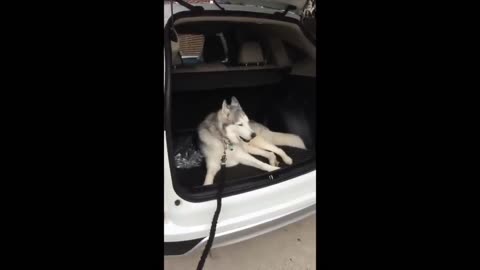 Stubborn Husky Refuses To Leave Car, Throws Epic Tantrum