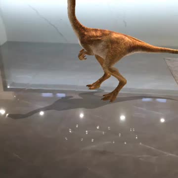 Dinosaur in my house 3