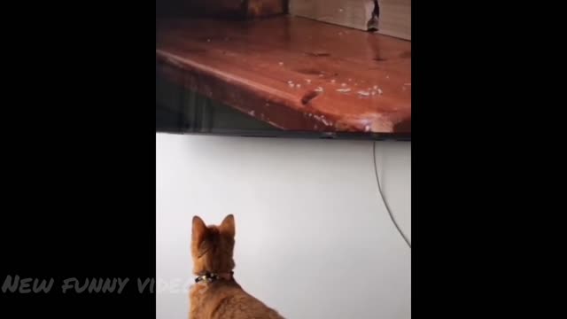 funny cat trying to catch rat🤣🤣|see wat happen