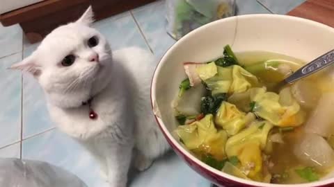 Can Cats Smell? Funny Cats reacting to food - Cutest Funniest Cat Compilation