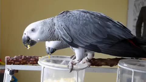 Parrot Eating Boiled Egg! - Mad wonderful pets