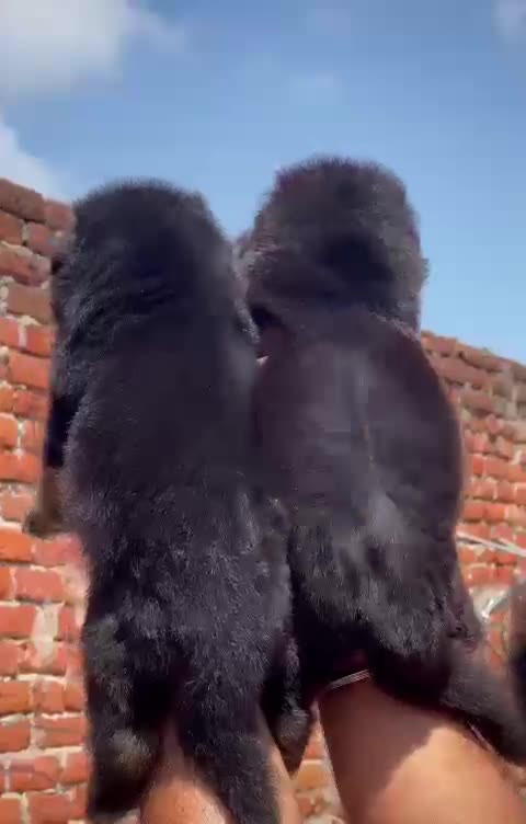 Butterfly gently lands on Golden Retriever's nose #shorts